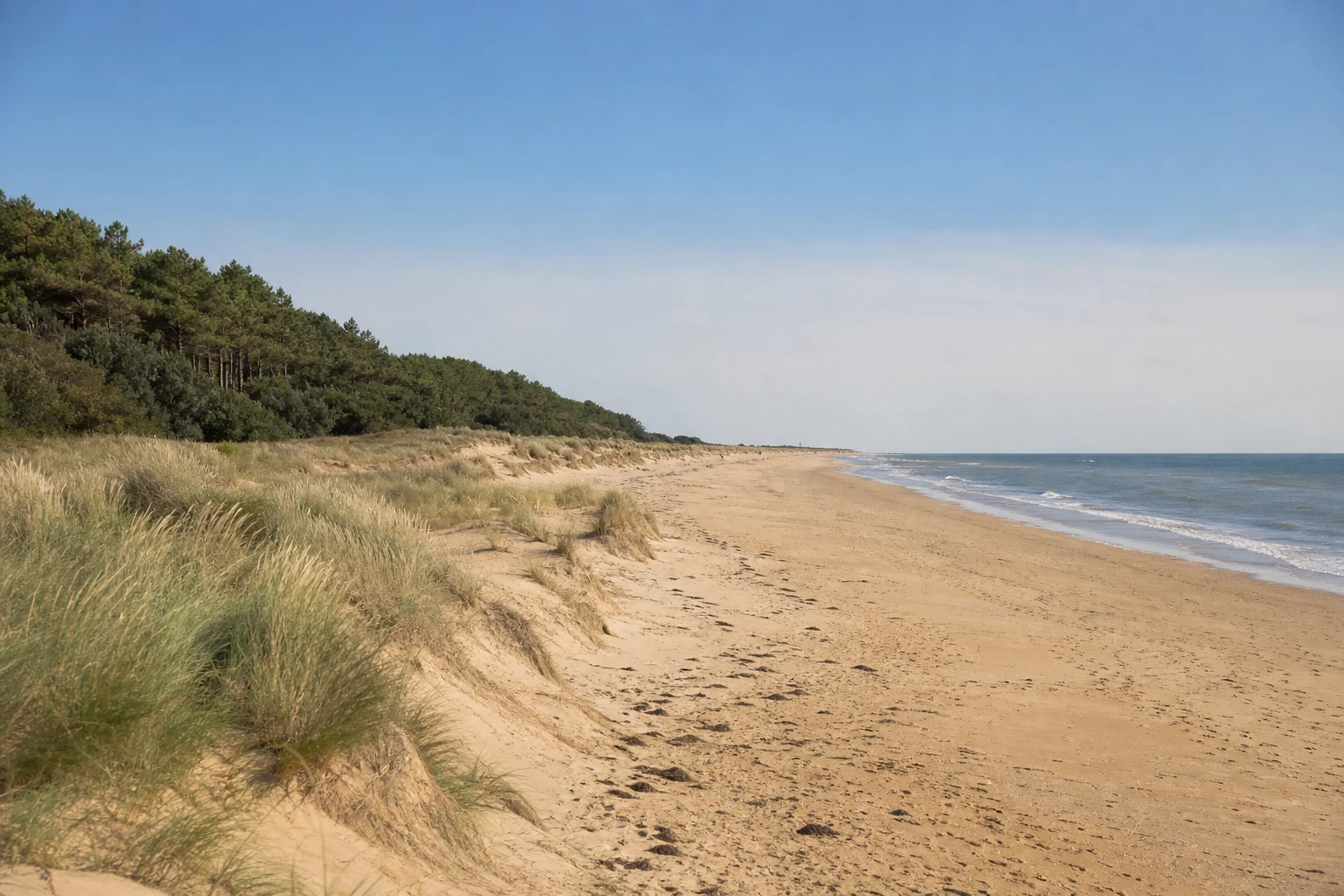 Dune, pins maritimes et plage de la côte sud vendéenne à Saint-Vincent-sur-Jard